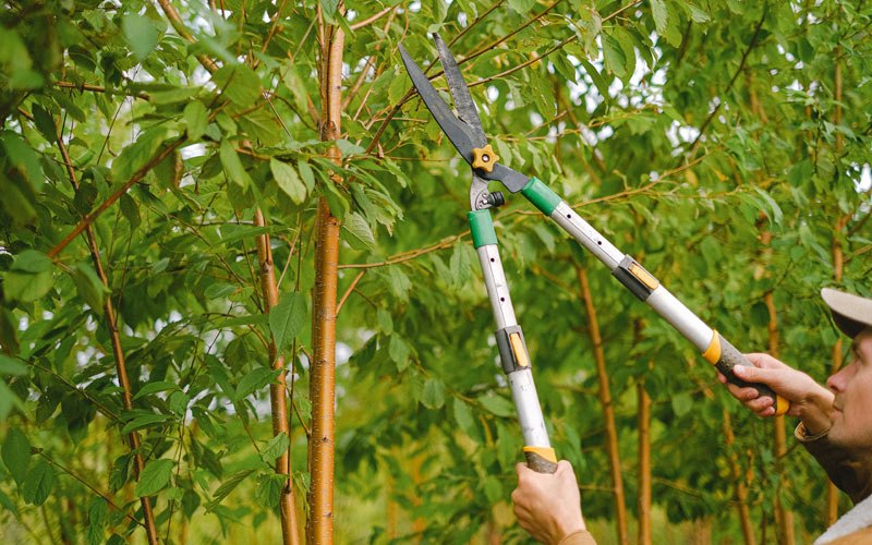 Tree trimming in Petersburg, NE