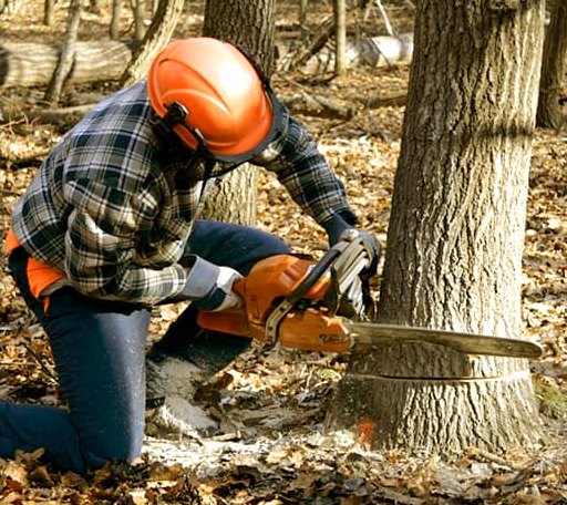 Tree Removal in Petersburg, NE